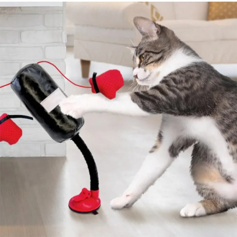 Katze Boxen Spielzeug