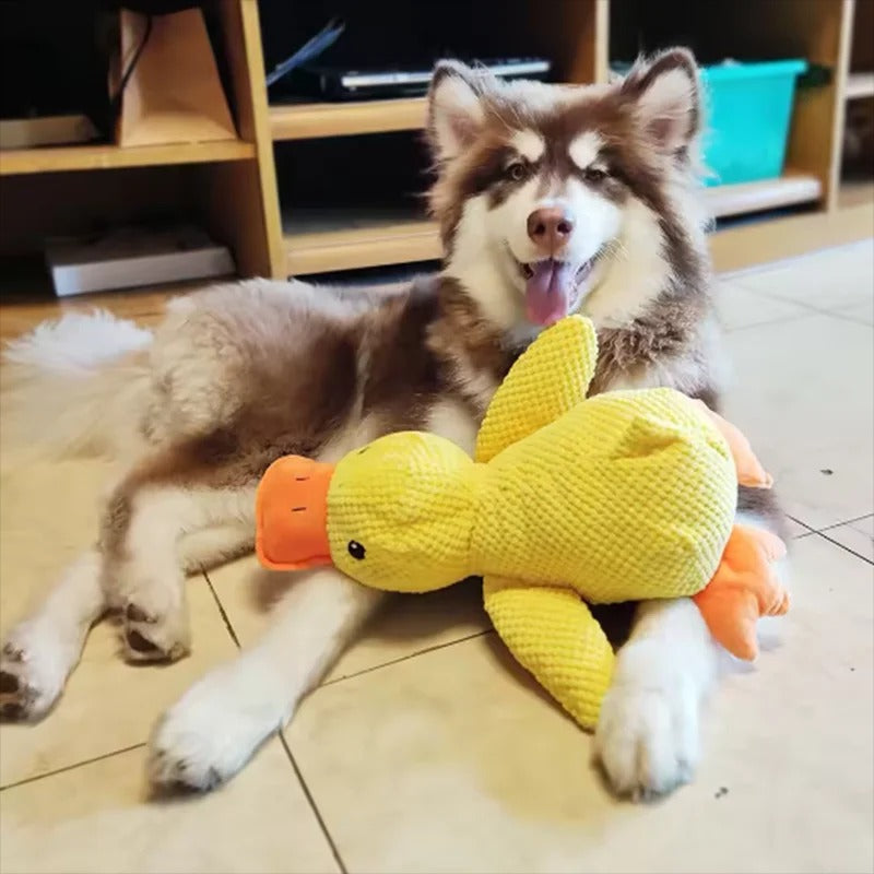 Spielzeugente - Hund umarmt Entenspielzeug