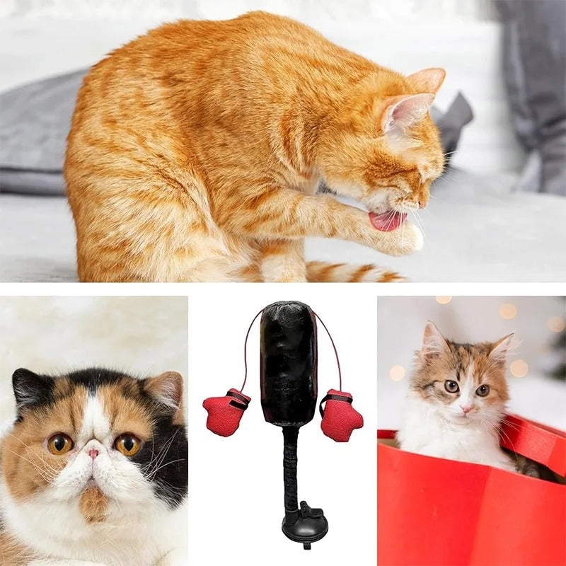 Katze Boxen Spielzeug